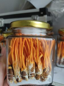 ĐTHT nhộng tằm sấy thăng hoa